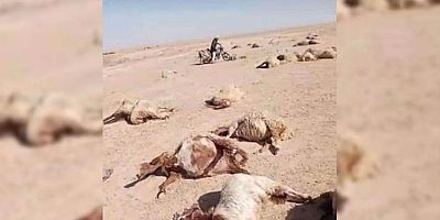 vanhabermerkezi rakka