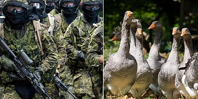 Orduda 'Kaz' alarmı ! Birliklere talimat verildi 