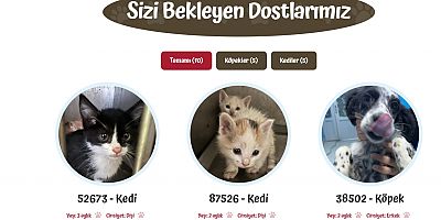 Sokak hayvanlarının katledildiği bir dönemde Van Büyükşehir Belediyesi'nden anlamlı çalışma